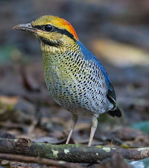 Blue pitta | Birds of India | Bird World
