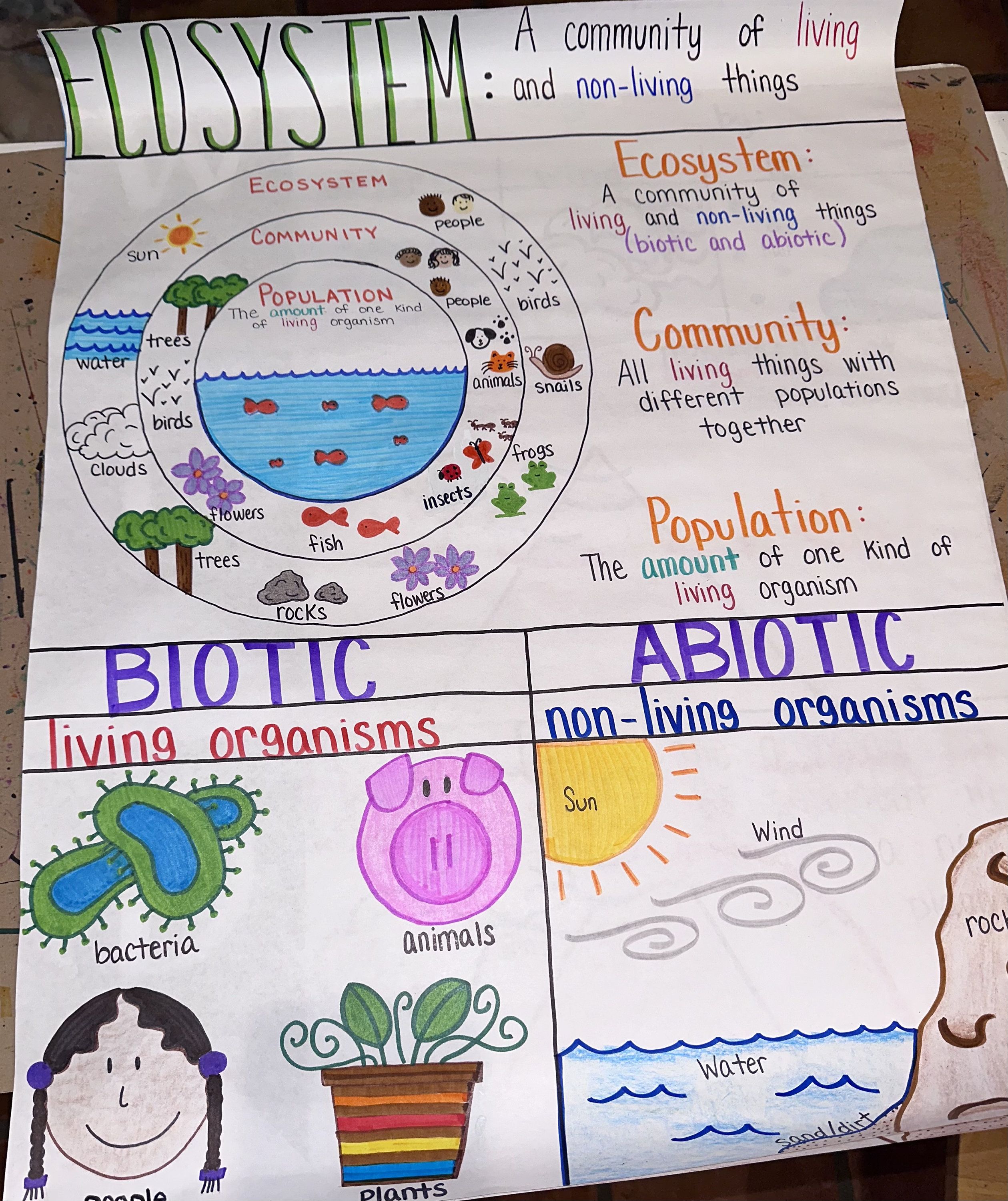 Introduction to ecosystem anchor chart for elementary middle and high