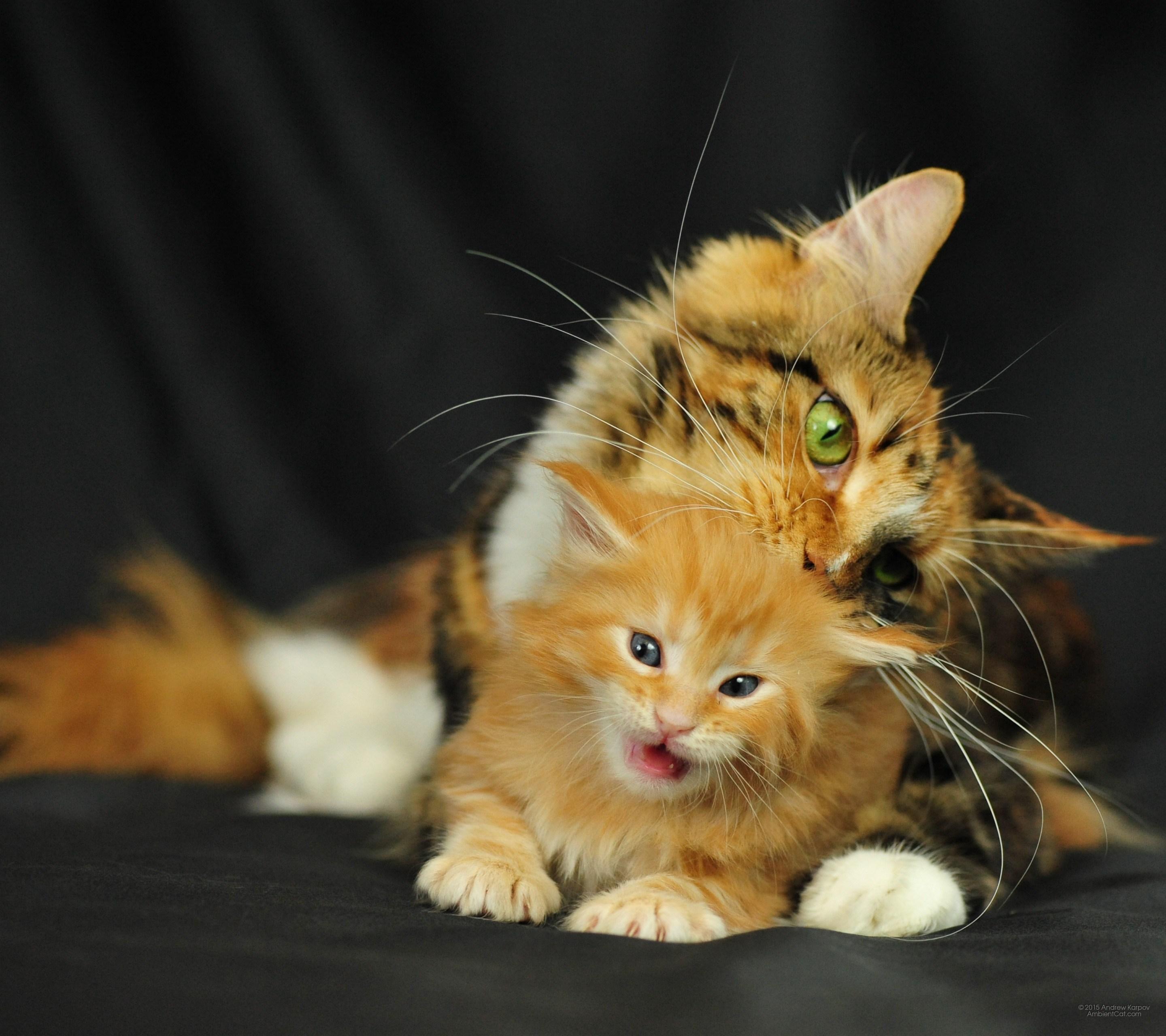 Wallpaper Anak Kucing - Maine Coon - 2880x2560 Wallpaper - teahub.io